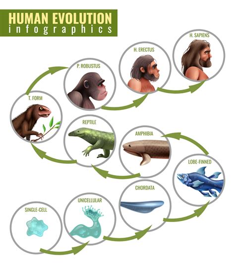 animals that are similar to humans because of evolution